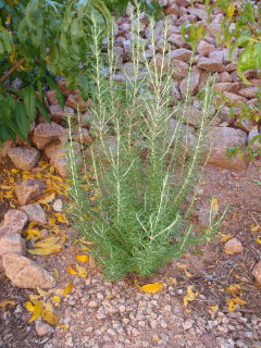 Rosemary by Connie Cockrell